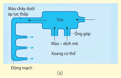 Hệ tuần hoàn hở (Ảnh Sách KNTT)