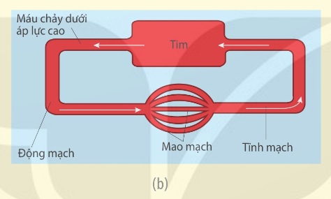 Hệ tuần hoàn kín (Ảnh Sách KNTT)