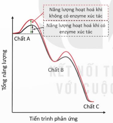 Hiệu quả enzyme trong giảm năng lượng hoạt hóa (Ảnh Sách KNTT)