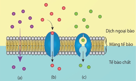 Hình 10.1 – Khuếch tán qua lớp kép phospholipid (a), protein kênh (b), protein mang (c) (Ảnh Sách KNTT)