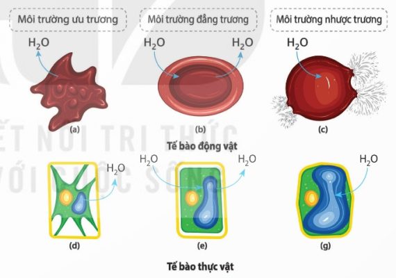 Hình dạng tế bào thay đổi khi ở các môi trường khác nhau