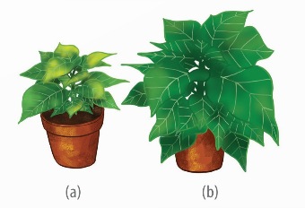 Hình thái và màu sắc cây trạng nguyên (3 tháng tuổi) trồng trong điều kiện thiếu nitrogen (a) và đủ nitrogen (b) (Ảnh sách KNTT)