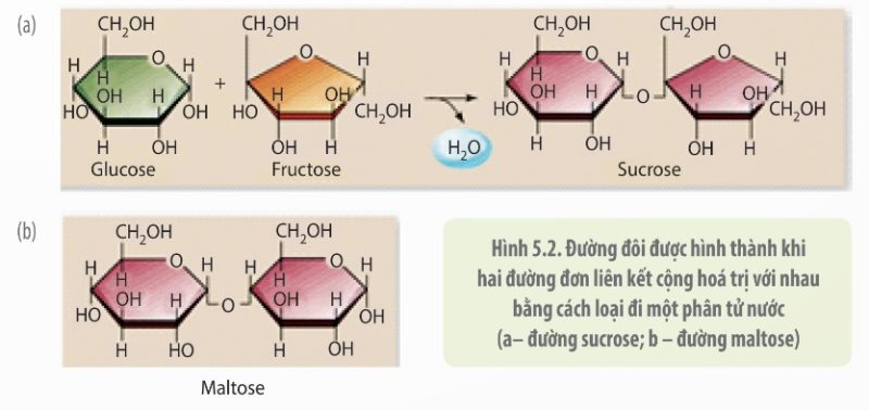 Hình thành đường đôi sucrose, maltose (Ảnh Sách KNTT)