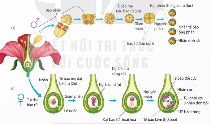 Hình thành hạt phấn và túi phôi (Ảnh Sách KNTT)
