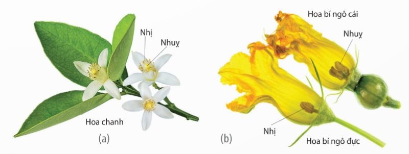 Hoa lưỡng tính ở cây chanh và hoa đơn tính ở cây bí ngô (Ảnh Sách KNTT)