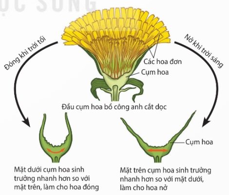 Hoa nở do cảm ứng với ánh sáng ở cây bồ công anh (Ảnh Sách KNTT)