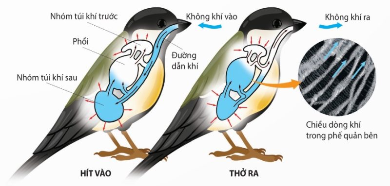 Hoạt động của hệ thống túi khí dẫn tới thông khí phổi (Ảnh Sách KNTT)