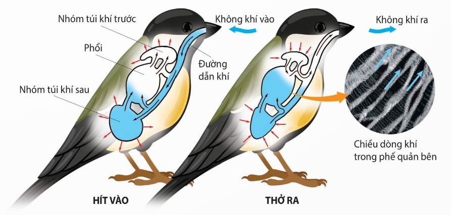 Hoạt động của hệ thống túi khí dẫn tới thông khí phổi (Ảnh Sách KNTT)