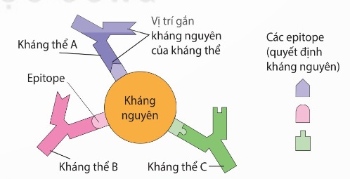 Kháng nguyên và các quyết định kháng nguyên (Ảnh Sách KNTT)