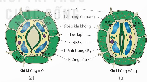 Khí khổng mở khi tế bào trương nước (a) và đóng khi tế bào mất nước (b) (Ảnh sách KNTT)