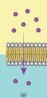 Khuếch tán qua lớp kép phospholipid