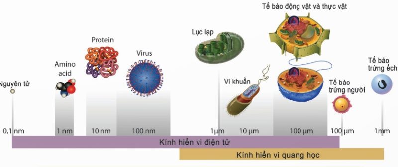 Kích thước các loại tế bào và cấp độ dưới tế bào (Ảnh Sách KNTT)