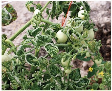 Lá cây cà chua bị nhiễm virus (Ảnh Sách KNTT)