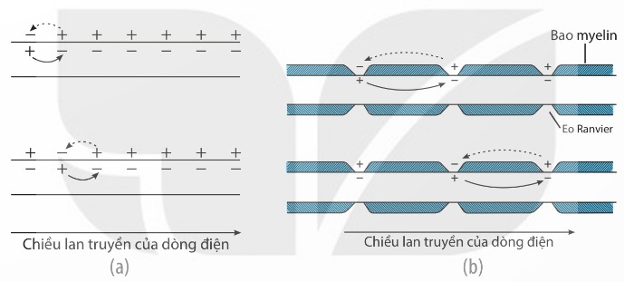 Lan truyền điện thế hoạt động trên sợi không có bao myelin (a) và có bao myelin (b) (Ảnh Sách KNTT)