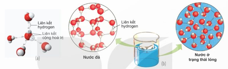Liên kết hydrogen giữa các phân tử nước; khoảng cách phân tử trong nước đá và nước lỏng