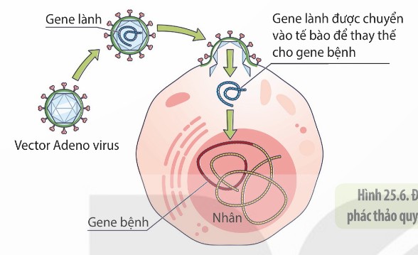 Liệu pháp gene: quy trình thay thế gene bệnh bằng gene lành nhờ vector Adenovirus