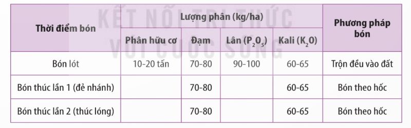 Lượng phân bón khuyến cáo cho cây mía (Ảnh sách KNTT)