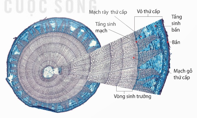 Mặt cắt ngang thân cây gỗ thể hiện cấu tạo của thân (Ảnh Sách KNTT)