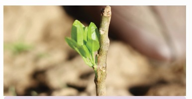 Mắt ghép từ cây chanh phát triển trên gốc của cây bưởi (Ảnh Sách KNTT)