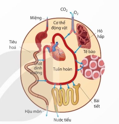 Mối quan hệ giữa các quá trình sinh lí trong cơ thể động vật