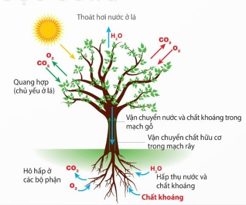 Mối quan hệ giữa các quá trình sinh lí trong cơ thể thực vật (Ảnh Sách KNTT)