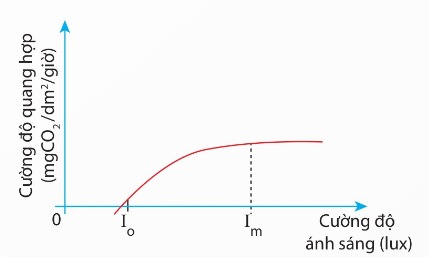 Mối quan hệ giữa cường độ ánh sáng và cường độ quang hợp (Ảnh Sách KNTT)
