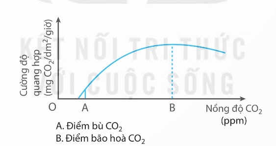 Mối quan hệ giữa nồng độ CO₂ và cường độ quang hợp (Ảnh Sách KNTT)