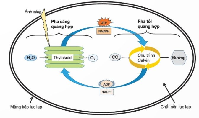 Mối quan hệ pha sáng và pha tối (Ảnh Sách KNTT)
