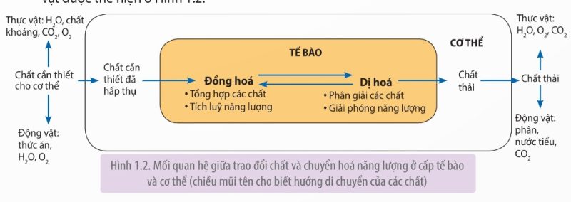 Mối quan hệ trao đổi chất ở cấp tế bào và cơ thể