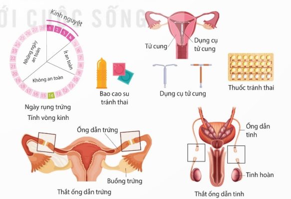 Một số biện pháp tránh thai ở người (Ảnh sách KNTT)