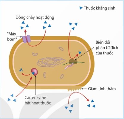 Một số cơ chế kháng thuốc của vi khuẩn (Ảnh Sách KNTT)