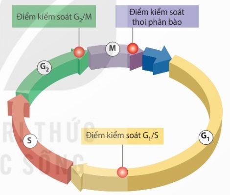 Một số điểm kiểm soát chính trong chu kì tế bào (Ảnh Sách KNTT)