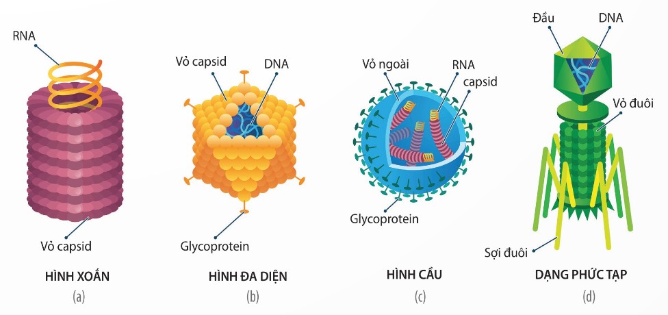 Một số loại virus: virus khảm thuốc lá (a), Adenovirus (b), virus cúm (c), thể thực khuẩn (d) (Ảnh Sách KNTT)