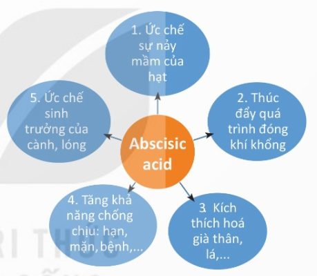 Một số tác dụng sinh lí của abscisic acid (Ảnh Sách KNTT)