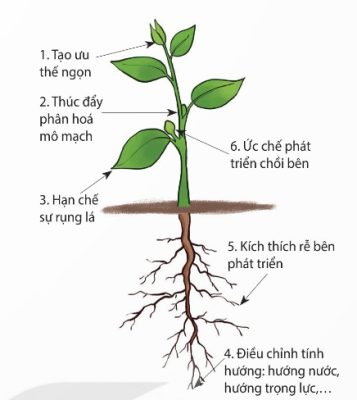 Một số tác dụng sinh lí của auxin (Ảnh Sách KNTT)