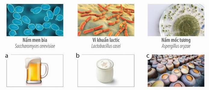 Một số vi sinh vật và thực phẩm được tạo ra từ hoạt động của chúng (Ảnh Sách KNTT)