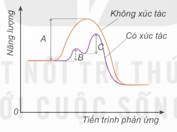 Năng lượng hoạt hóa khi không có xúc tác (A) và khi có xúc tác (B, C)