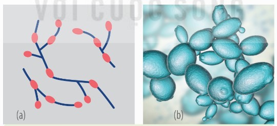 Nảy chồi ở vi khuẩn quang hợp tía Rhodomicrobium vannielii (a) và nấm men Saccharomyces cerevisiae (b)