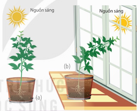 Ngọn cây mọc thẳng trong điều kiện chiếu sáng bình thường (a) và ngọn cây hướng sáng dương trong điều kiện ánh sáng chiếu từ một phía (b)