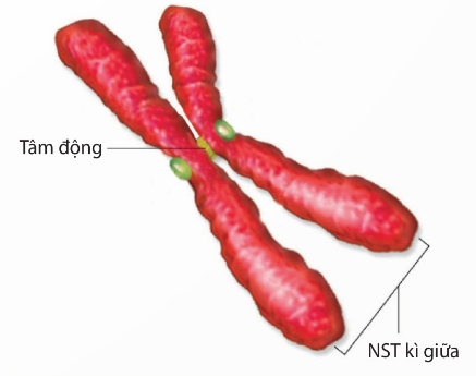 NST kép ở kì giữa