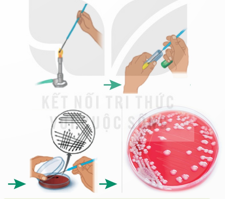 Nuôi cấy tạo khuẩn lạc vi khuẩn (mỗi đốm trắng là một khuẩn lạc)