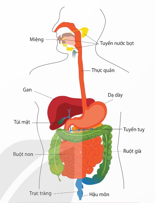 Ống tiêu hoá và các tuyến tiết dịch tiêu hoá ở người (Ảnh Sách KNTT)