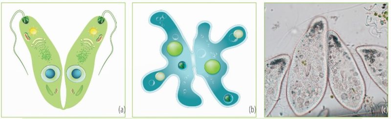 Phân đôi ở trùng roi Euglena (a), trùng amip Amoeba (b) và trùng giày Paramecium (c) (Ảnh Sách KNTT)