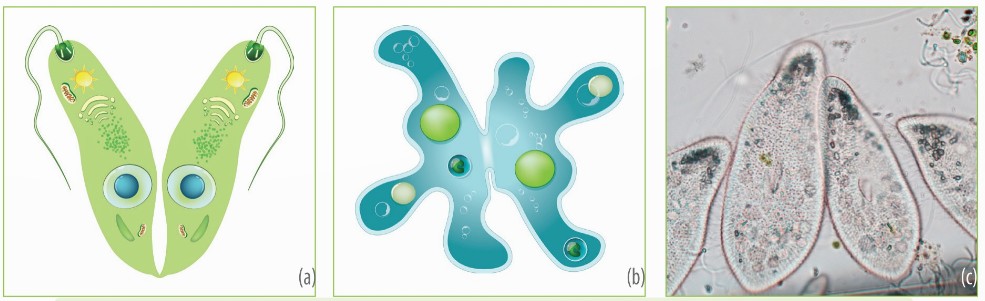 Phân đôi ở trùng roi Euglena (a), trùng amip Amoeba (b) và trùng giày Paramecium (c) (Ảnh Sách KNTT)