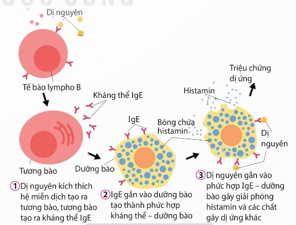 Phản ứng dị ứng