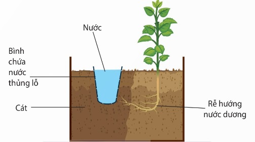 Phản ứng hướng nước của rễ (Ảnh Sách KNTT)