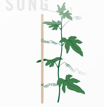Phản ứng leo giàn ở thực vật (Ảnh Sách KNTT)