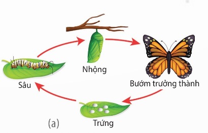 Phát triển qua biến thái hoàn toàn ở bướm