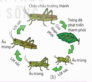 Phát triển qua biến thái không hoàn toàn ở châu chấu (Ảnh Sách KNTT)