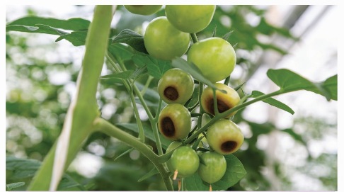 Quả cà chua bị hỏng (thối) khi thiếu calcium (Ảnh Sách KNTT)